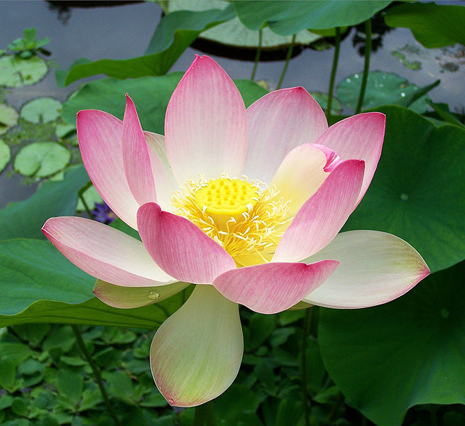 Lotus flower