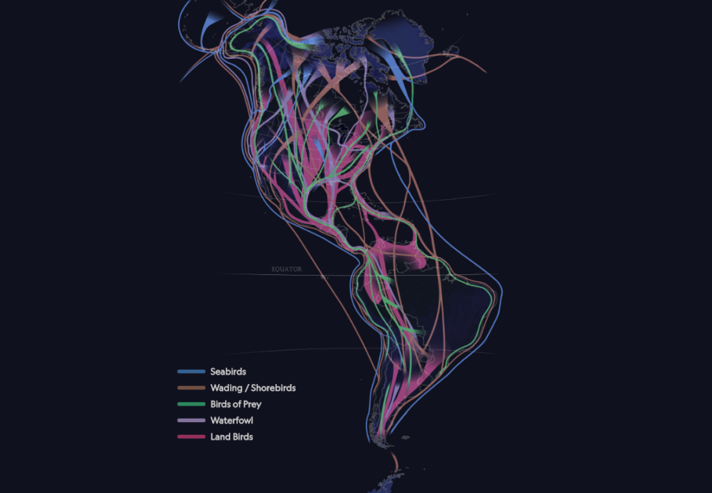 Map of continents of North and South American with migration paths drawn for several bird species