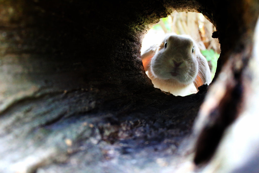 view of a rabbit looking down a hole