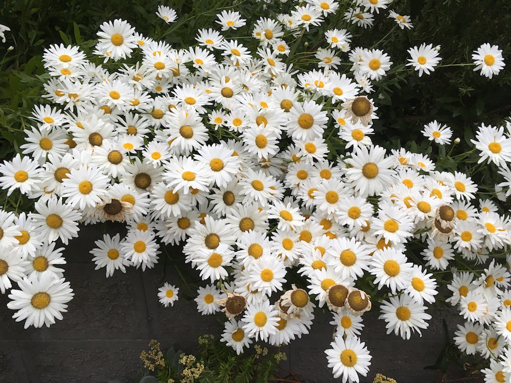 photo of daisies growing on a hillside