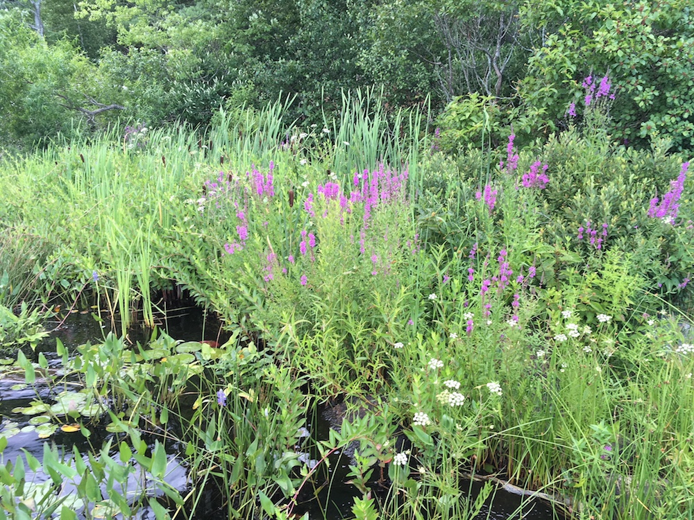 edge of pond with lush green plants and purple flowers
