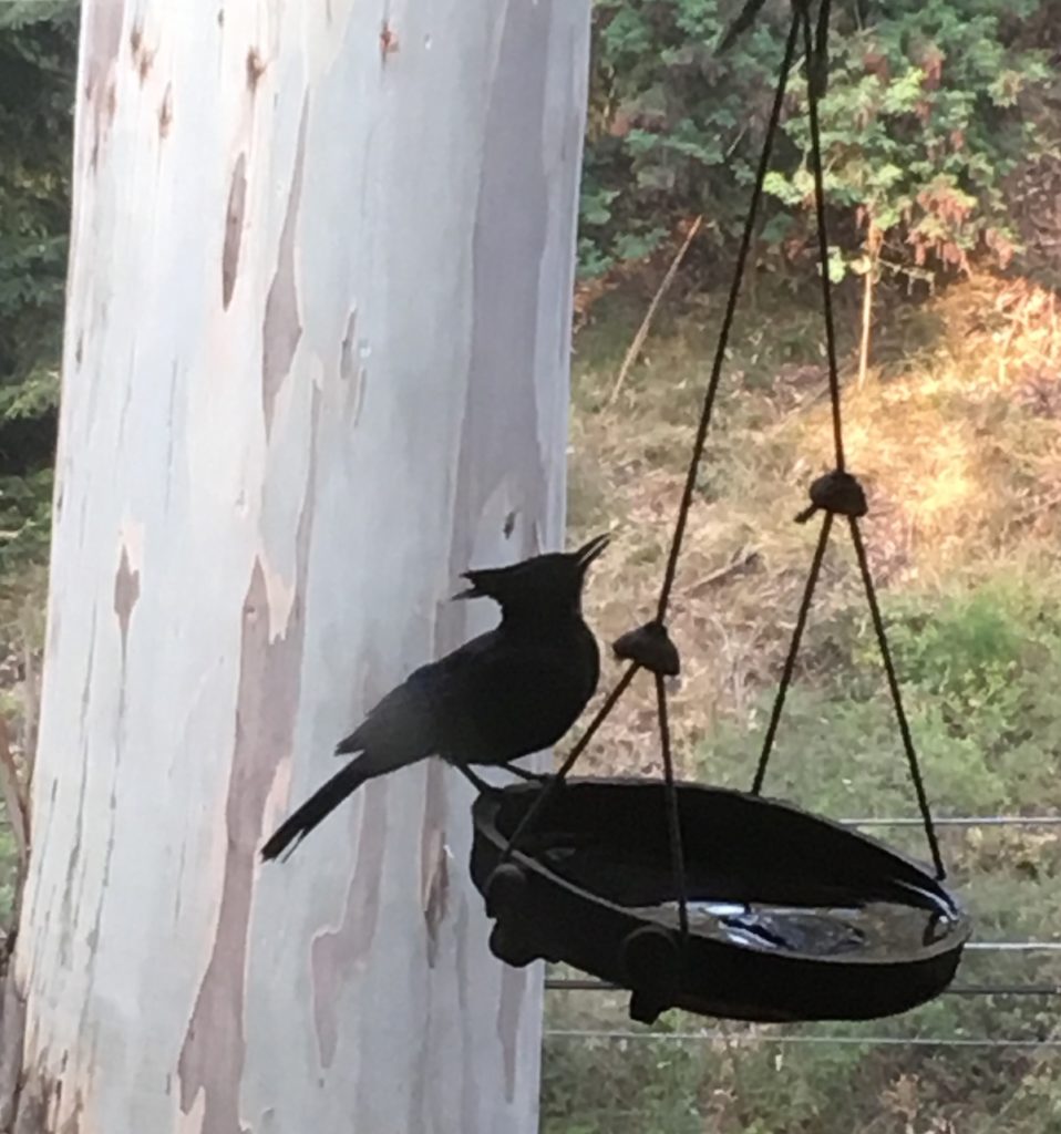 photo of Steller's Jay drinking at a hanging birdbath