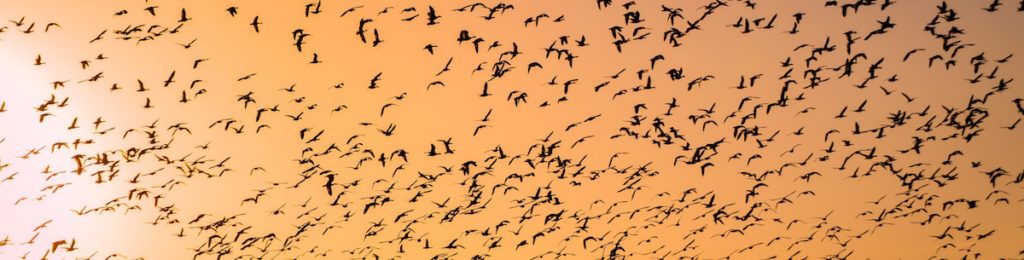 photo of enormous flock of birds in an orange sky