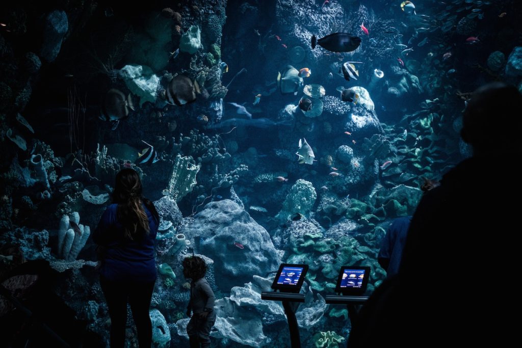photo inside Shedd Aquarium of large tank with two computer screens in front and child and parent