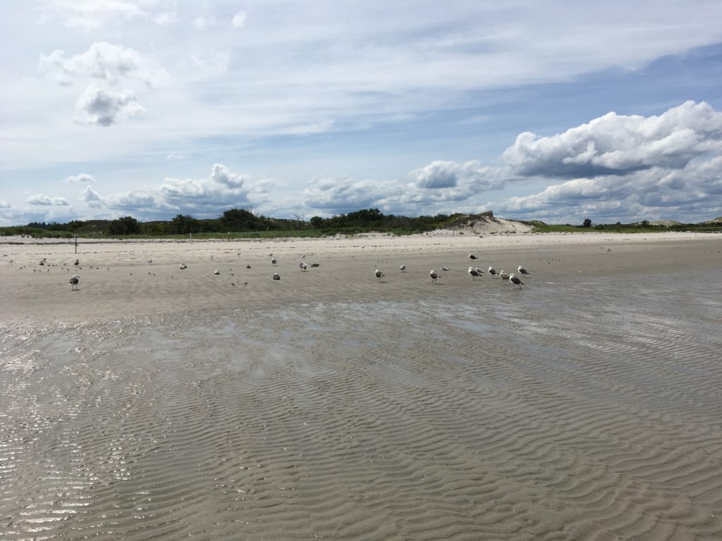 photo of beach with seagulls standing on sand, dunes and puffy white clouds in background