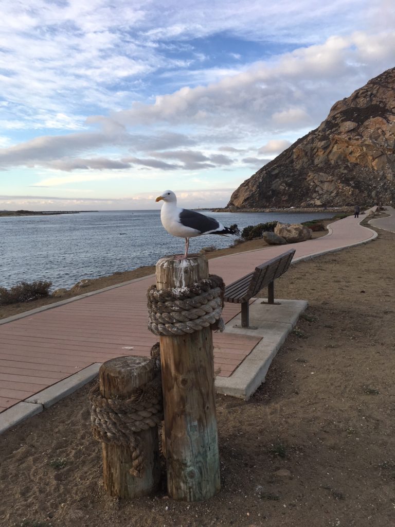 Seagull standing on a piling with view of bay, sky, and Morro rock in background