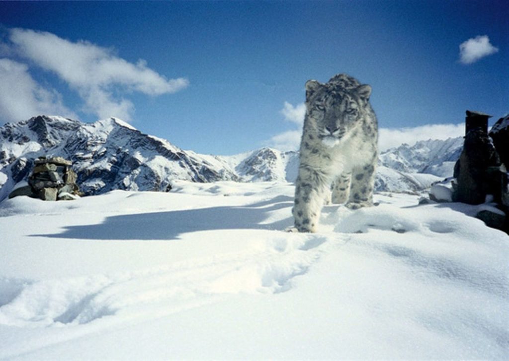 snow leopard in snow with mountain peaks in background