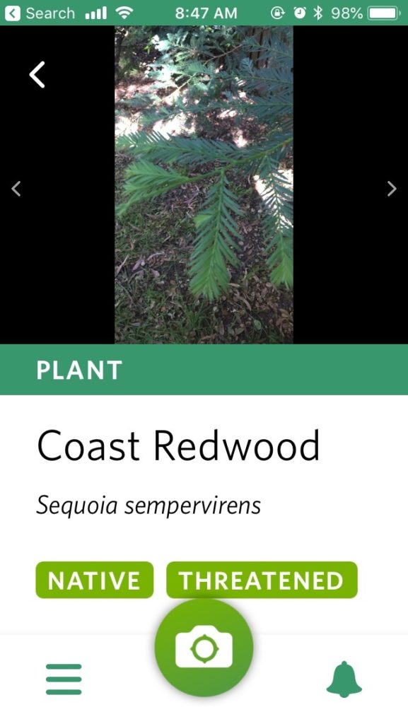 Screen shot of Seek app showing photo and identification of Coast Redwood  