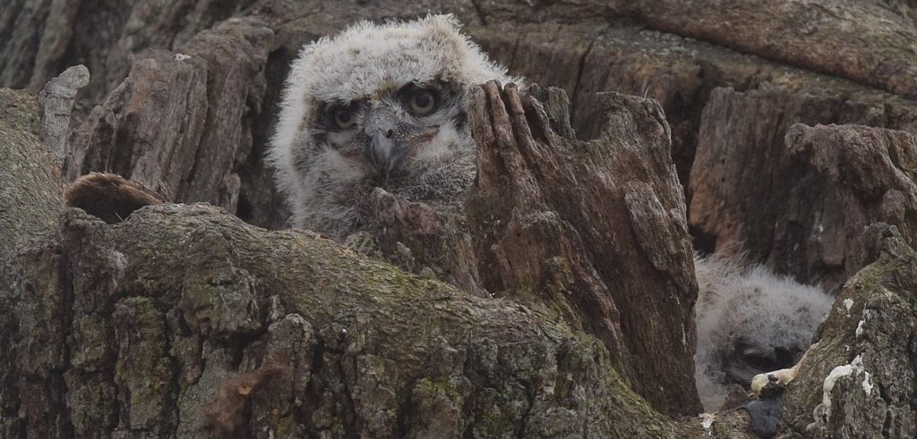 Great Horned Owl perched on top of a Joshua tree.